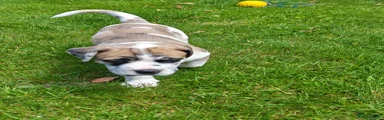 White Brindle Merle Female 