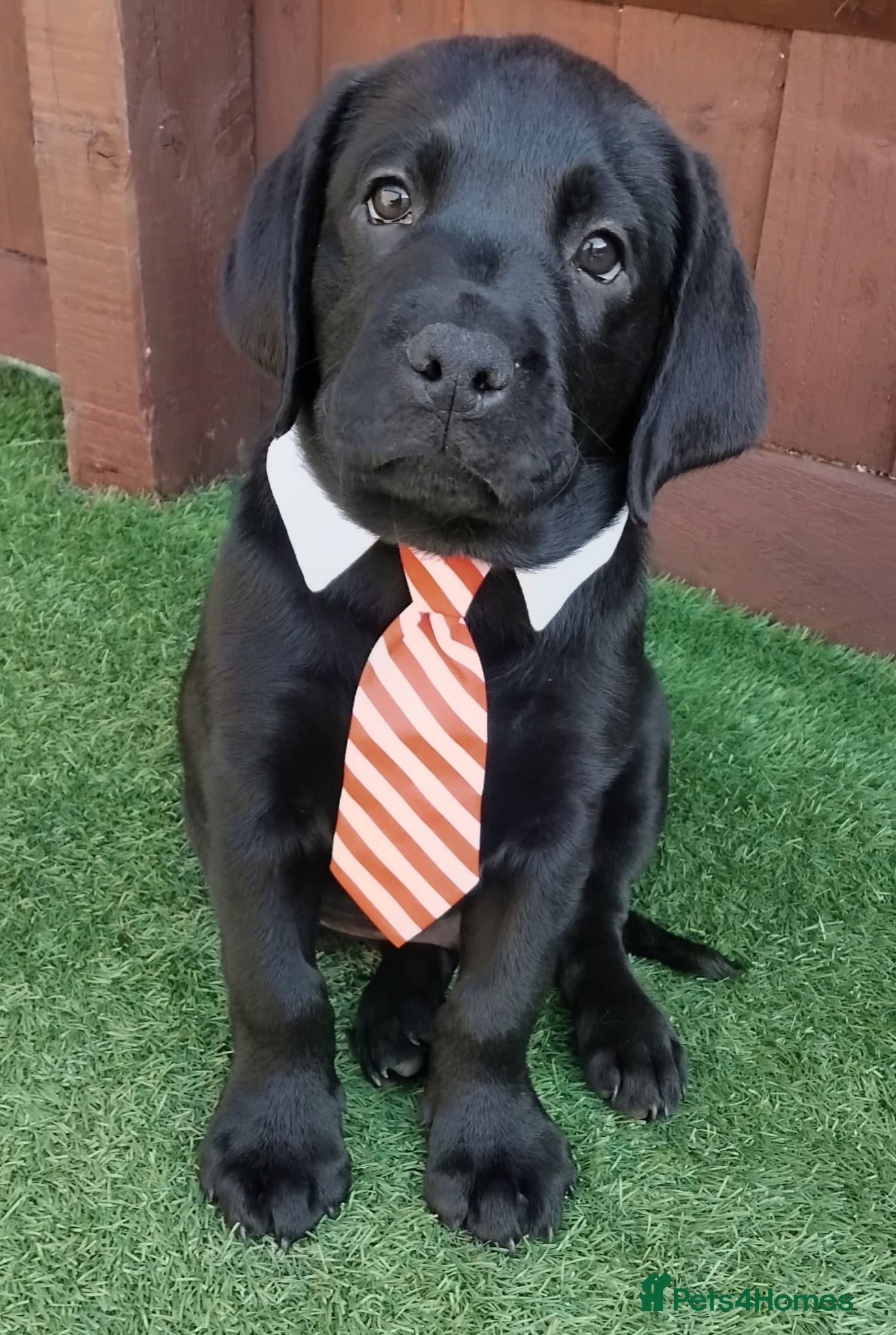 Labrador Retriever dogs  KC Black Labradors – 4 Boys & 2 Girls Available🐶 - Advert 16