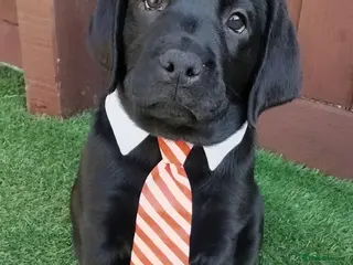 Labrador Retriever dogs KC Black Labradors – 4 Boys & 2 Girls Available🐶 - Advert 16