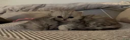 British Shorthair cats for sale: Last boy!! British longhair 🩶Ready to go 19/06 - Advert 5