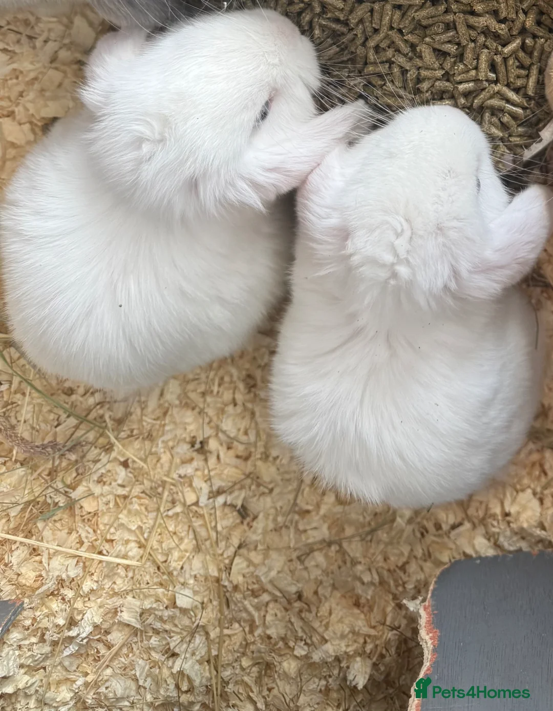 Mini Lop rabbits for sale: Mini lop - Advert 2