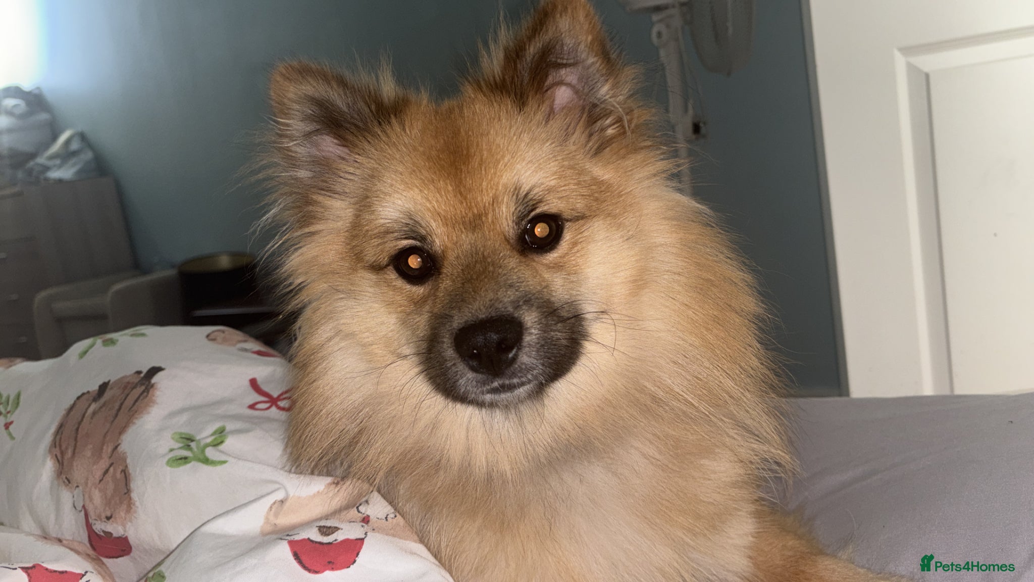 Mixed Breed dogs Teddy  - Advert 3