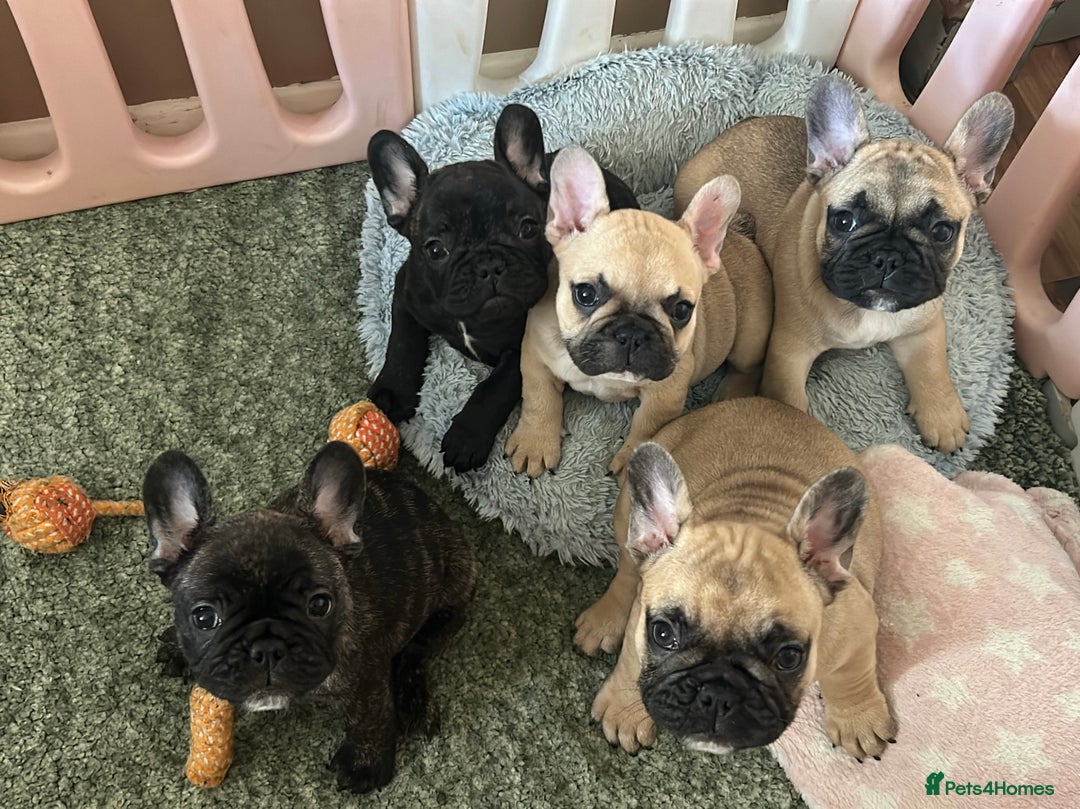 French Bulldog dogs for sale: KC wonderful French Bulldog puppies🐾 - Image 28