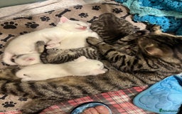 Domestic Shorthair cats for sale: Boy and Girl  - Image 2