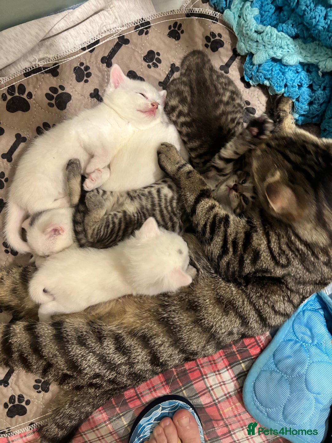 Domestic Shorthair cats for sale: Boy and Girl  - Image 2