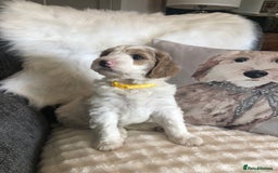 Goldendoodle dogs for sale: Goldendoodle Double Doodle pup ready to go🐾 - Image 12