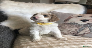 Goldendoodle dogs - Advert 16