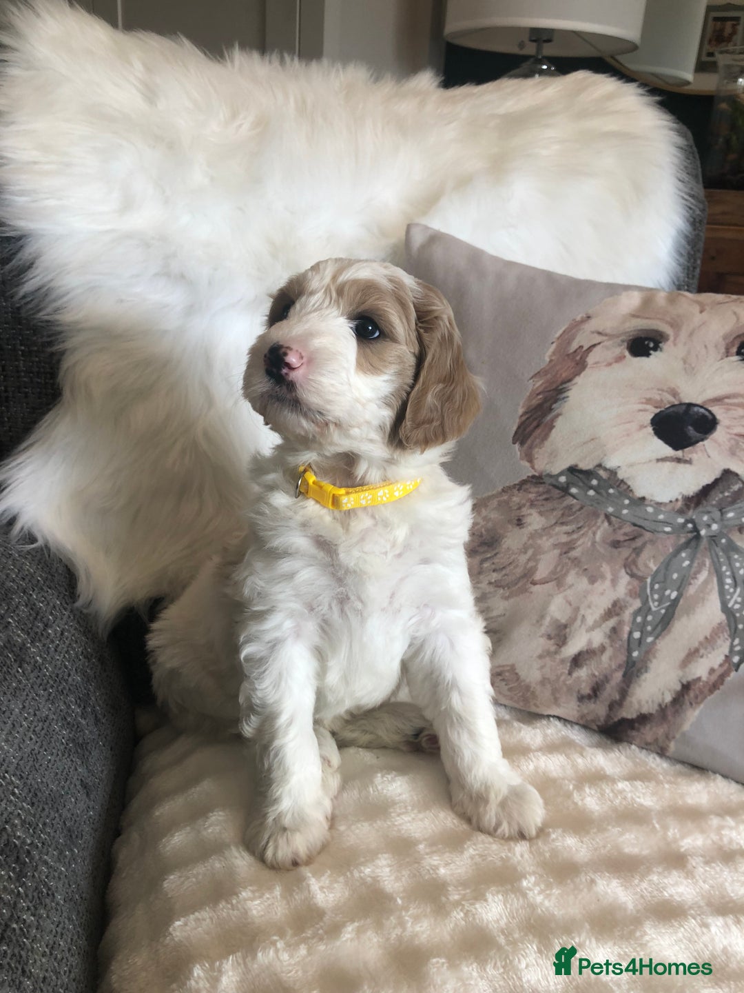 Goldendoodle dogs for sale: Goldendoodle Double Doodle pup ready to go🐾 - Image 12