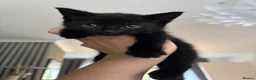 Mixed Breed cats for sale: Kittens  in Alexandria - Advert 4