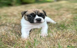 Old Tyme Bulldog dogs for sale: Old Tyme Bulldog puppies for sale - Image 3