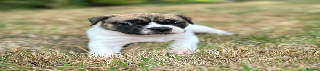 White boy Puppy 7