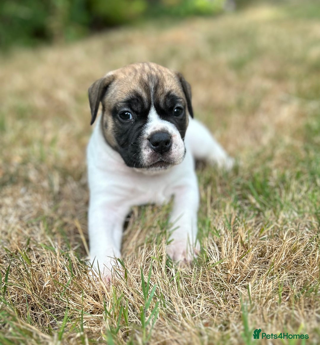 Old Tyme Bulldog dogs for sale: Old Tyme Bulldog puppies for sale - Image 3