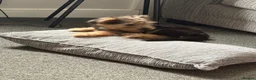 Yorkshire Terrier dogs for sale: 10 week old Yorkshire terrier  in Belper - Advert 6