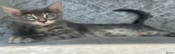 Bengal cats for sale: 3 Beautiful Blue Female TICA Reg Bengal kittens  - Advert 24