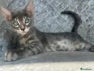 Bengal cats 💙 READY NOW! Blue Female Bengal TICA kitten - Advert 3