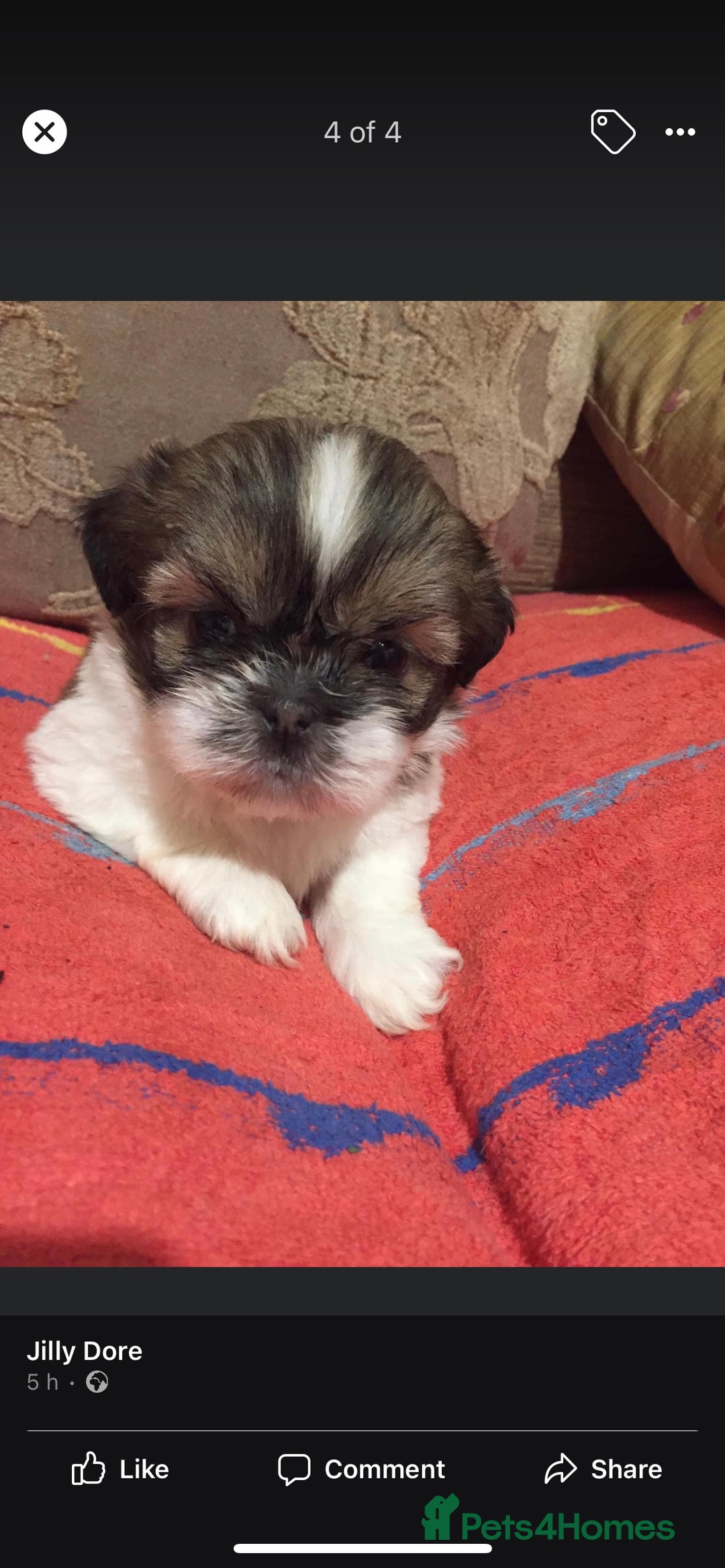 Shih Tzu dogs for stud: KC registered , beautiful stud dog in Cullompton - Advert 13