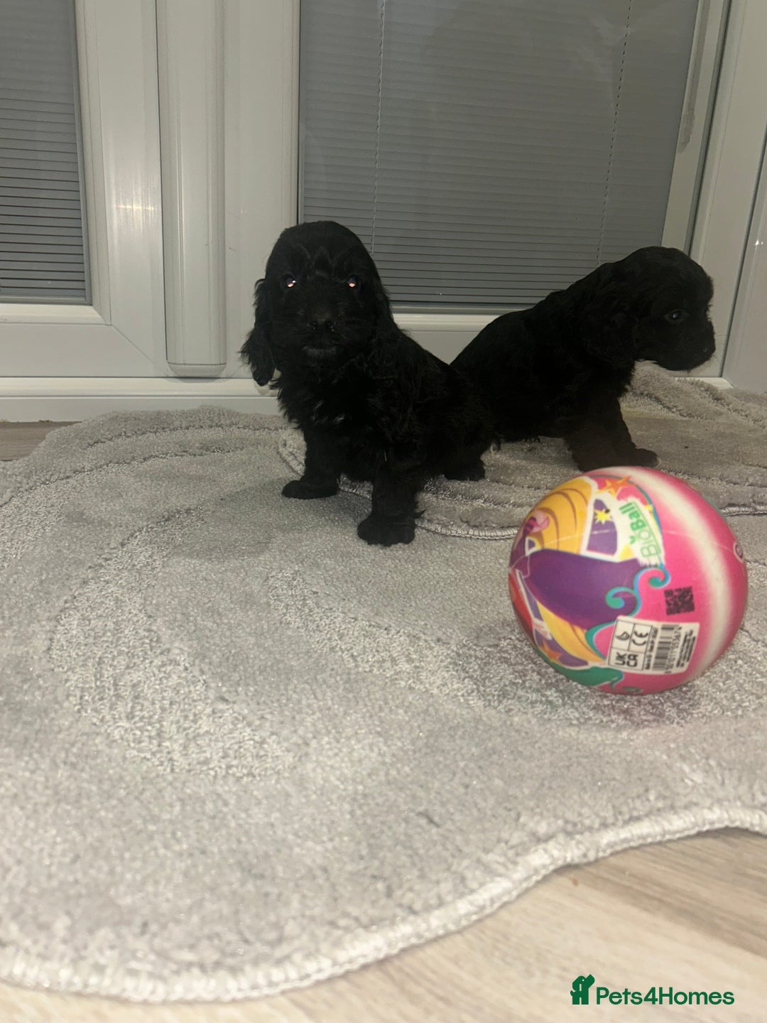 Cockapoo dogs for sale: F1 cockapoo puppies  - Advert 9