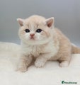 British Shorthair cream bi colour