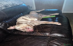 American Bully dogs for sale: Super loving Pocket bully rehome - Image 6