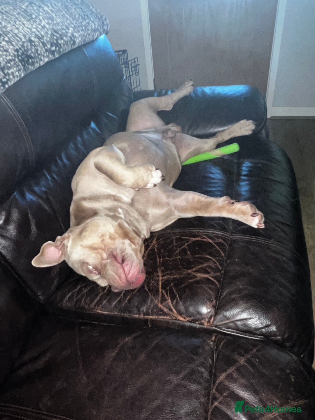 American Bully dogs for sale: Super loving Pocket bully rehome - Image 6