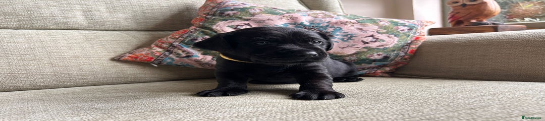 Labrador Retriever Puppy 2