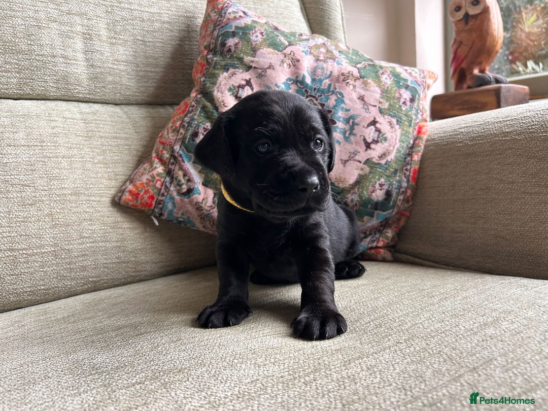 Labrador Retriever dogs for sale: Labradors  - Image 3