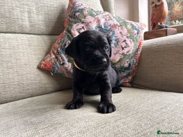 Labrador Retriever dogs - Advert 12