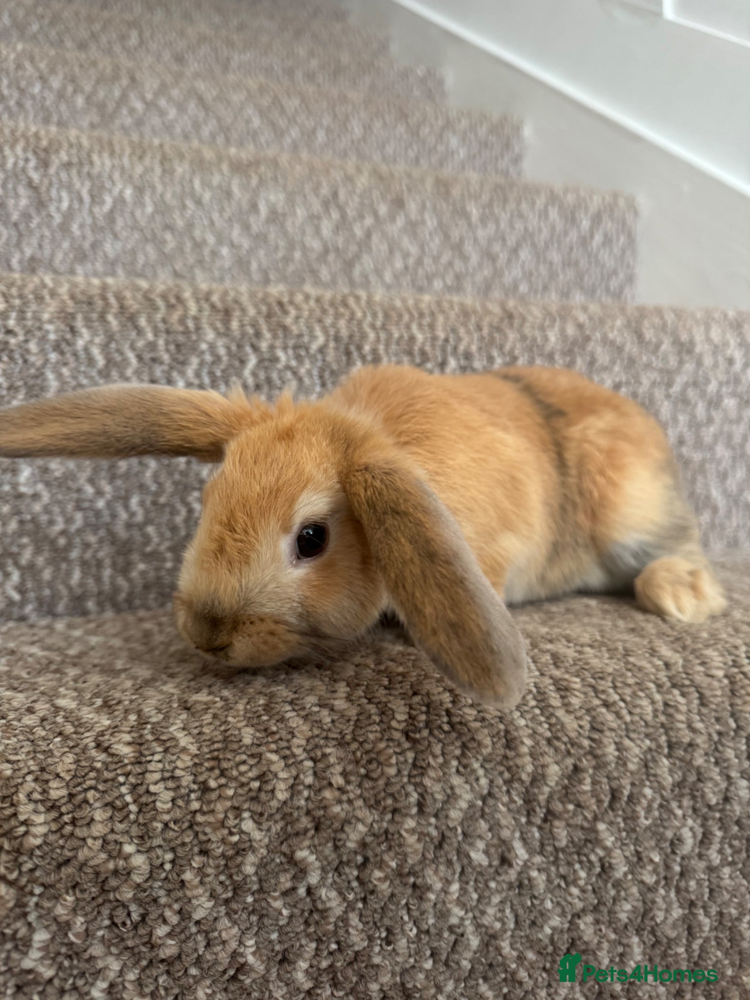 Mini Lop rabbits 3 male rabbits and indoor cage  - Advert 1