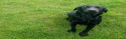 Labrador Retriever dogs for sale: Stunning Labrador pups for sale  - Advert 8