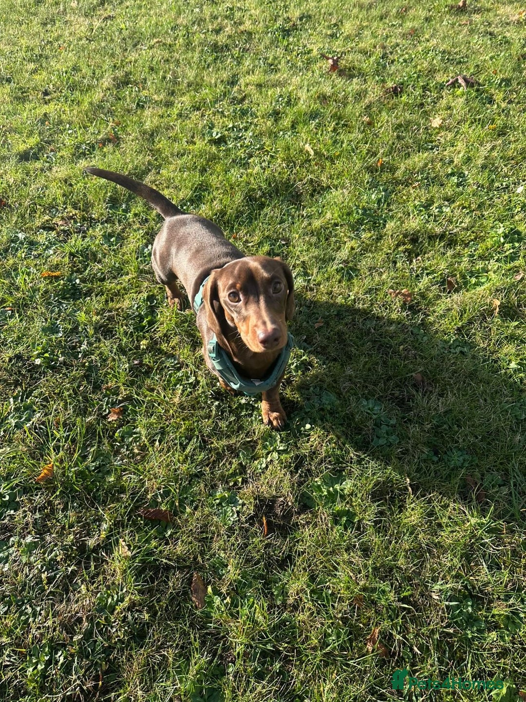 Miniature Dachshund dogs for stud: True miniature Dachshund  - Advert 7