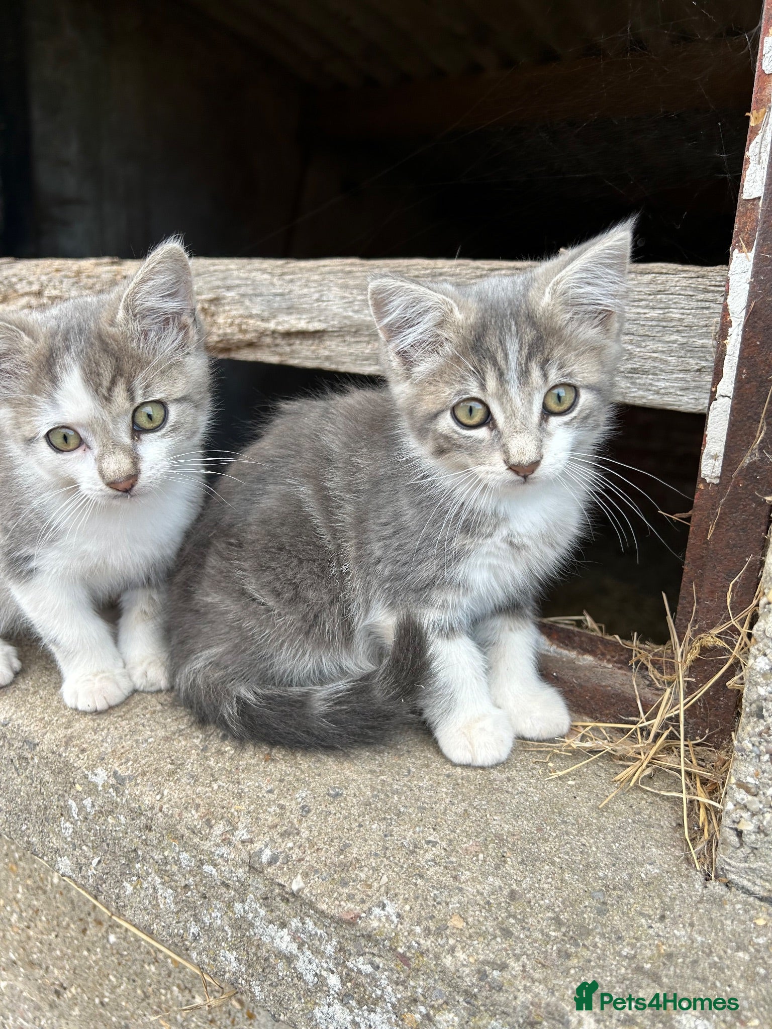 Mixed Breed cats 2 Grey Male Kittens for sale. Ready now - Advert 4