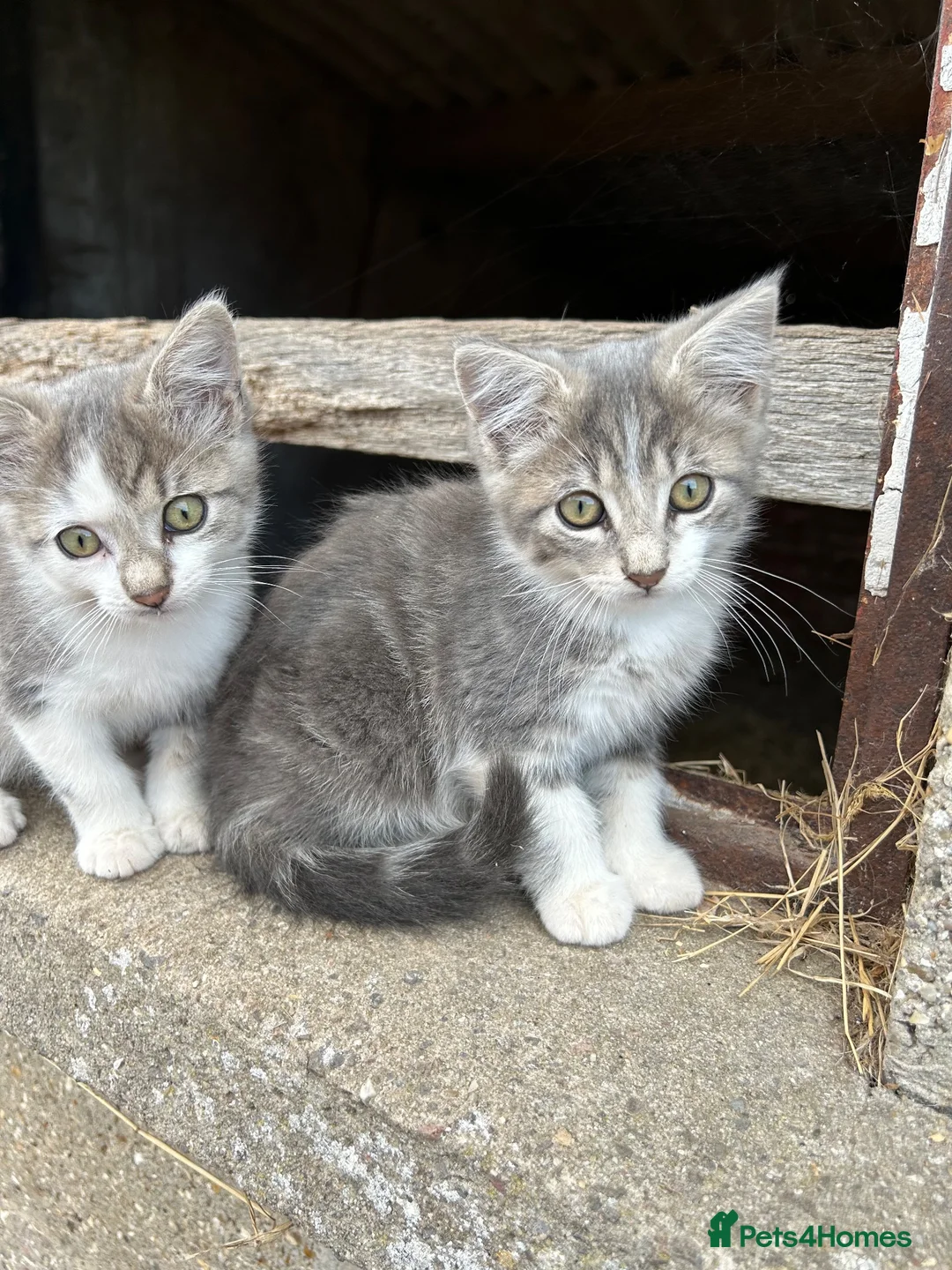 Mixed Breed cats for sale: 2 Grey Male Kittens for sale. Ready now - Advert 1