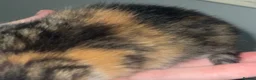 Mixed Breed cats for sale: Beautiful litter of kittens 💓  in Bootle - Advert 5