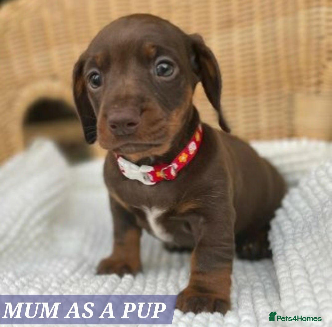 Miniature Dachshund dogs for sale: Miniature dachshund pups - Image 18