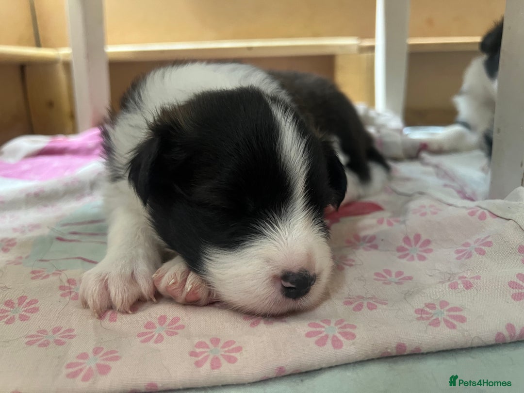 Border Collie dogs for sale: Border Collie Puppies (DNA clear tested parents) - Image 31