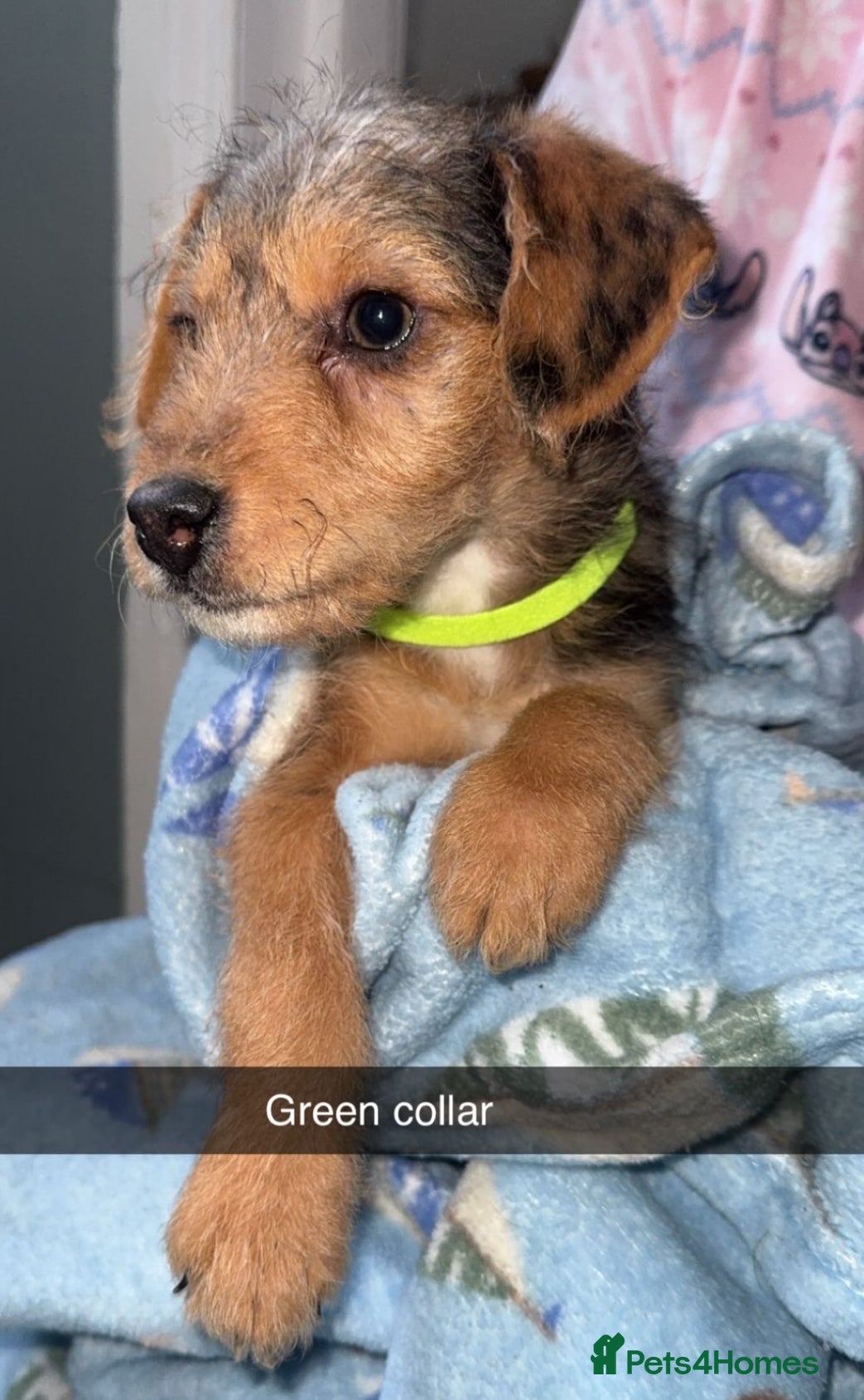 Jackapoo dogs Miniature jackpoo puppies  - Advert 1