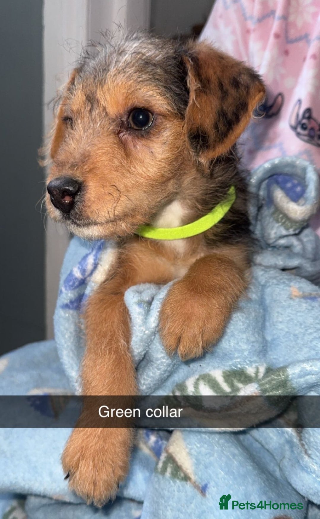 Jackapoo dogs for sale: Miniature jackpoo puppies  - Advert 1