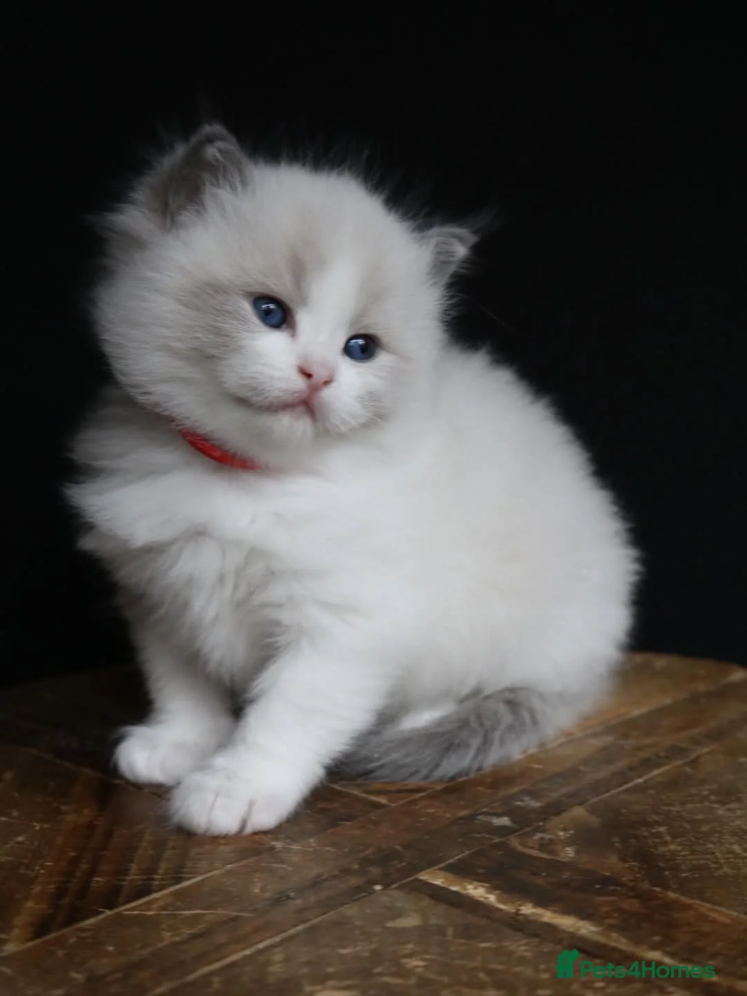 Ragdoll cats for sale: “Beautiful Ragdoll Kittens for sale  in Glasgow - Advert 19