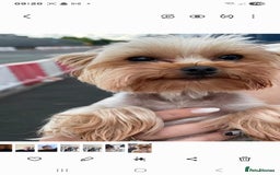 Yorkshire Terrier dogs for sale: Miniature yorkshire puppies - Image 7