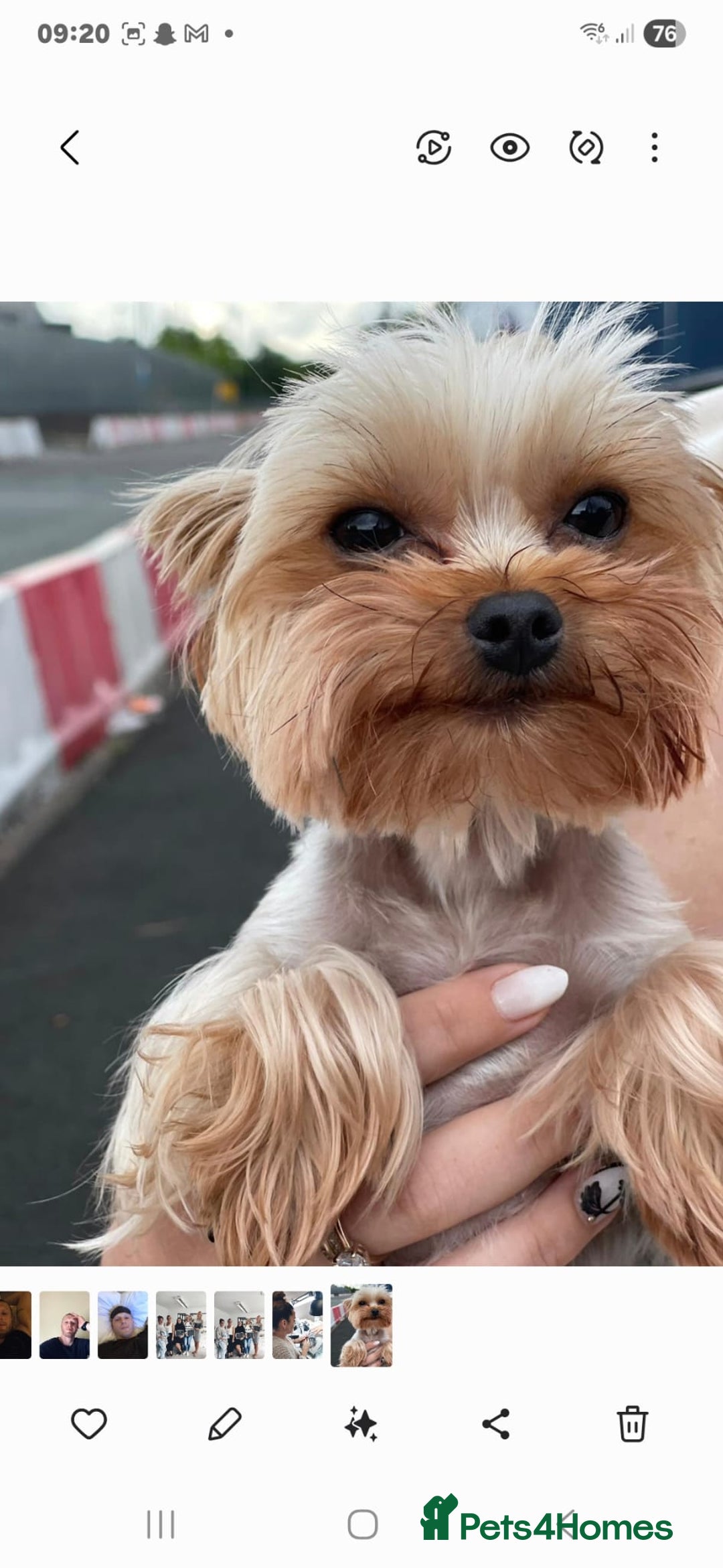 Yorkshire Terrier dogs for sale: Miniature yorkshire puppies - Image 7