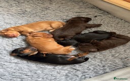Cocker Spaniel dogs for sale: KC Registered Working Cocker Spaniel Puppies - Image 2