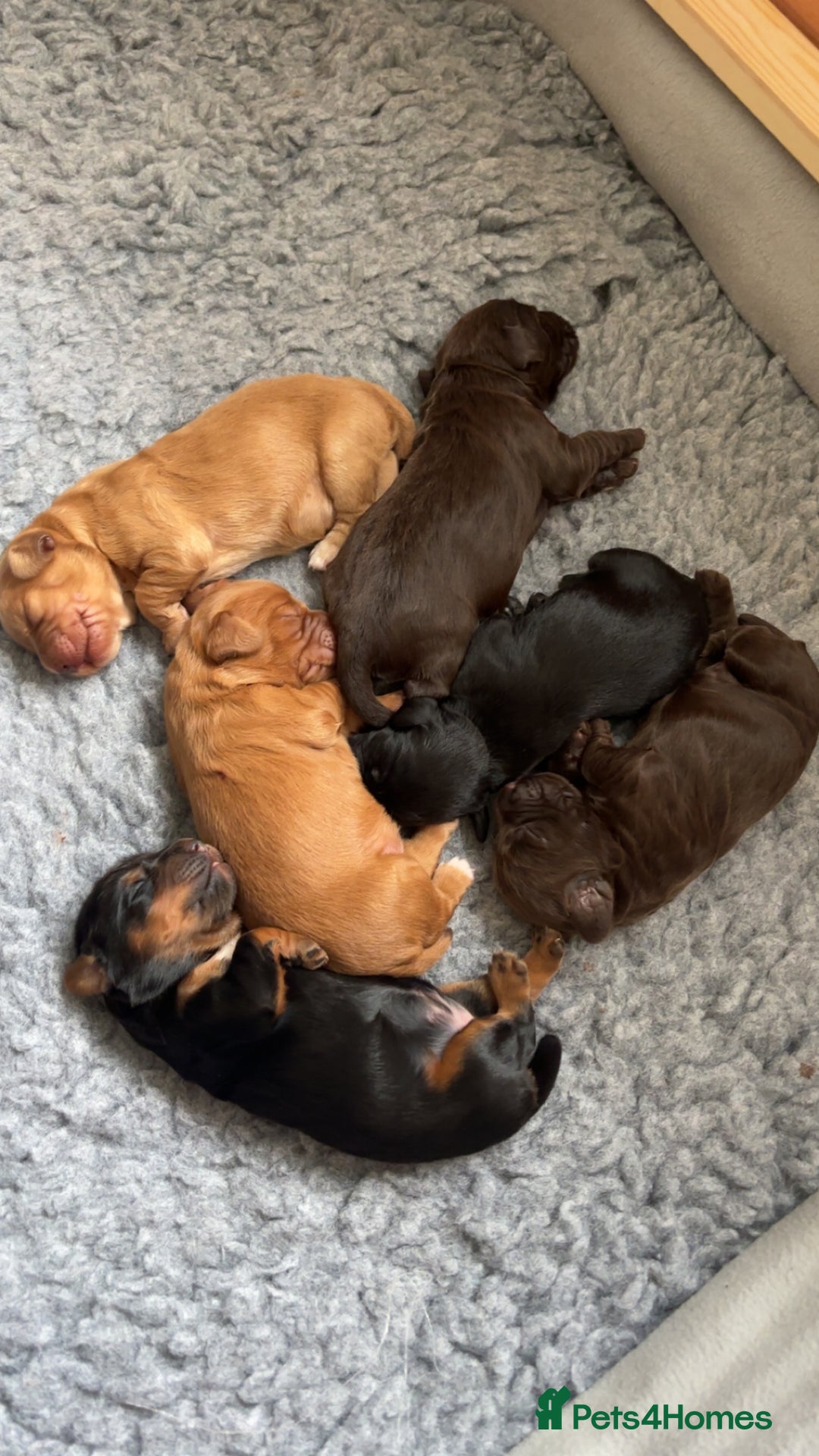 Cocker Spaniel dogs for sale: KC Registered Working Cocker Spaniel Puppies - Image 2