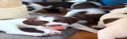 English Springer Spaniel dogs for sale: Gorgeous Springer Spaniel Pups - Advert 17