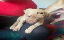 Mixed Breed dogs for sale: Mixed breed  - Image 3