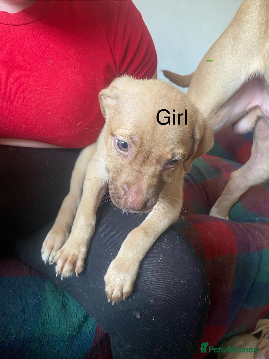 Mixed Breed dogs for sale: Mixed breed  - Image 3