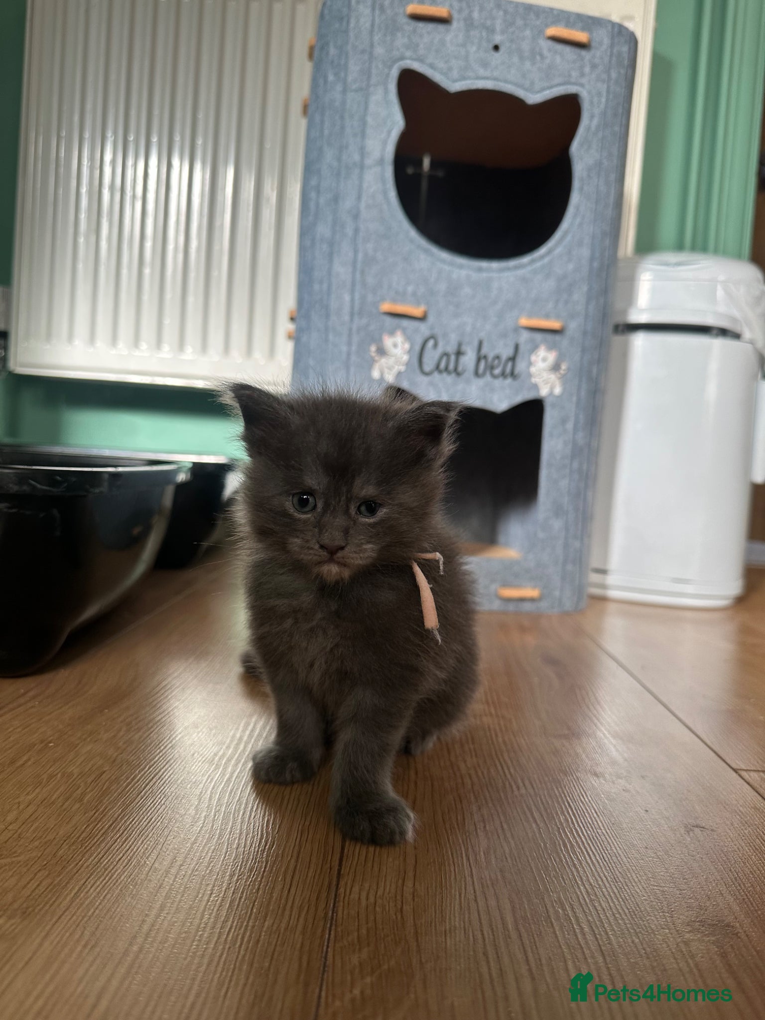 Maine Coon cats for sale: 5 beautiful Maine coon kittens - Advert 17