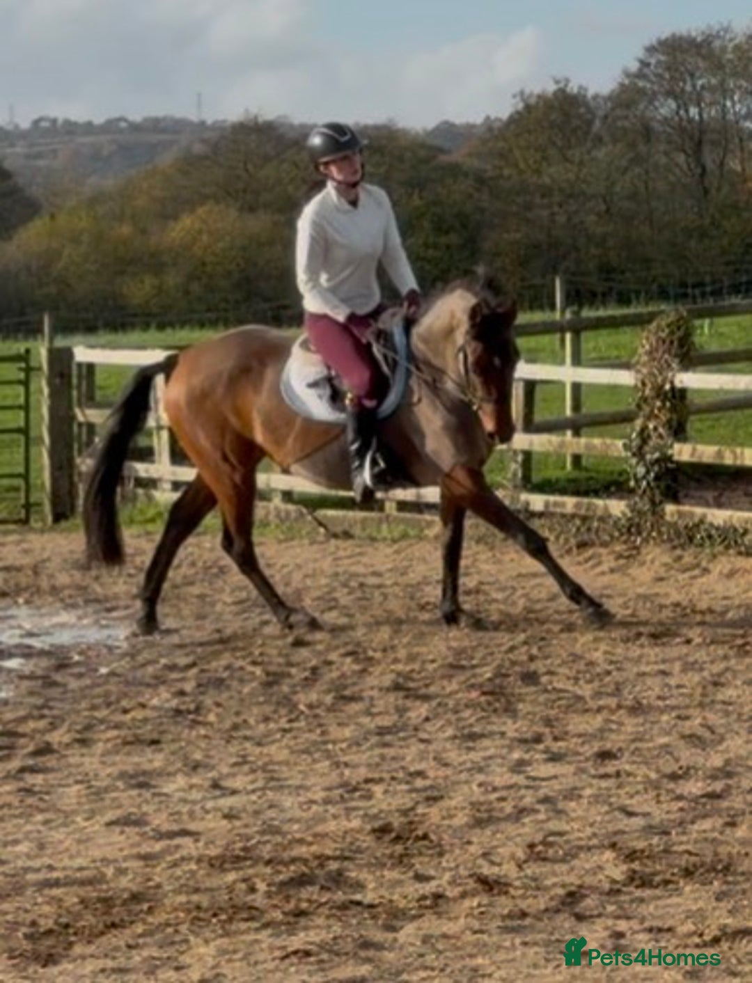 Other Breed horses for sale: Easy Allrounder  - Advert 14