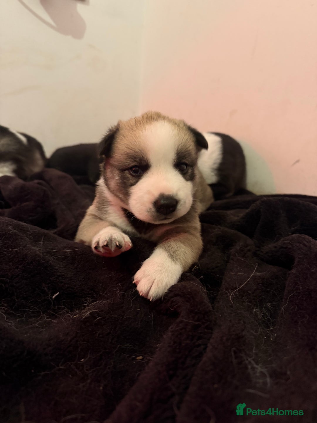 Siberian Husky dogs for sale: Husky Puppies 🩵🩷 - Advert 20