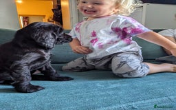 Sprocker dogs for sale: Last Sprocker puppy remaining - Image 7