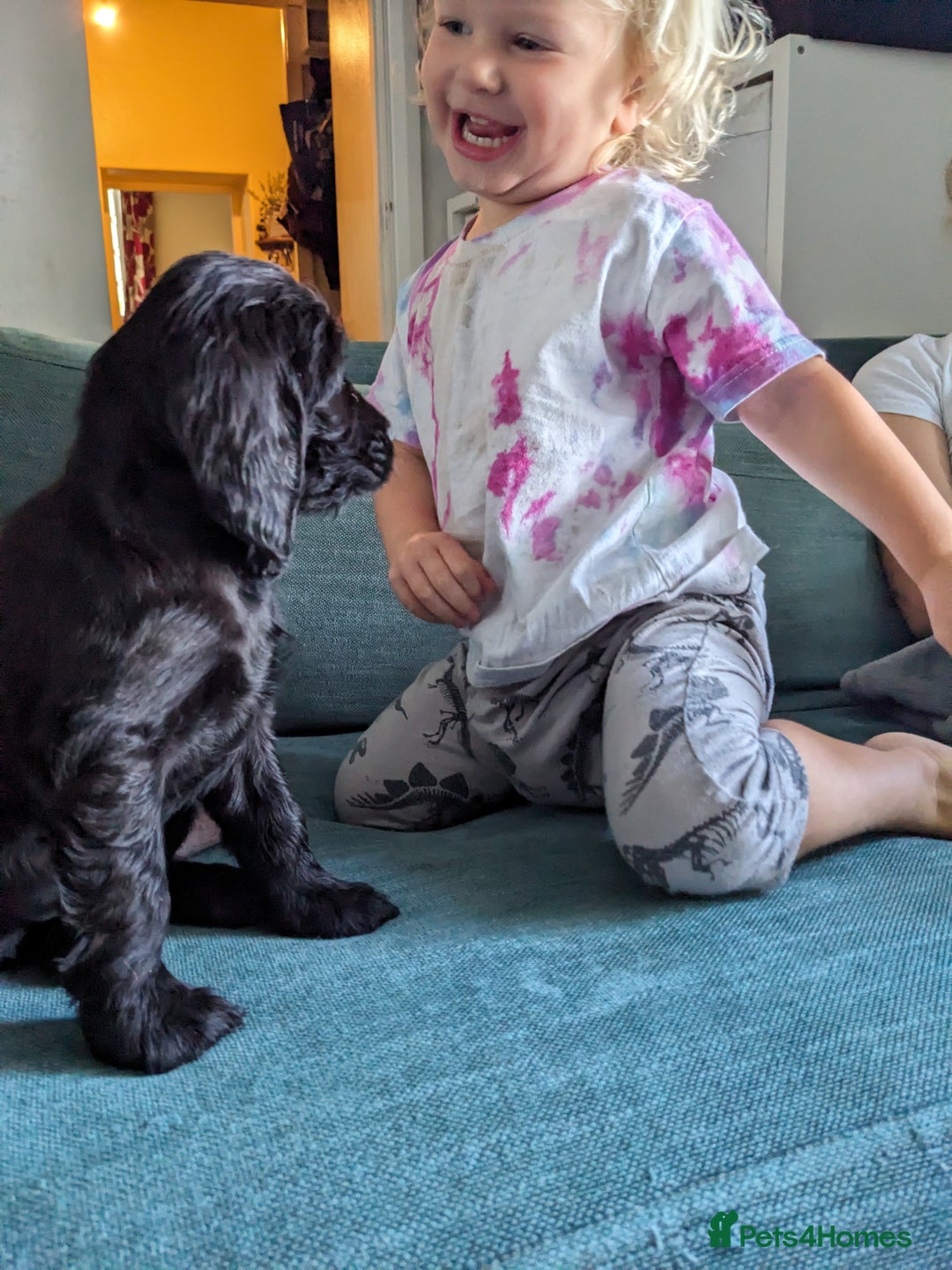 Sprocker dogs for sale: Last Sprocker puppy remaining - Image 7